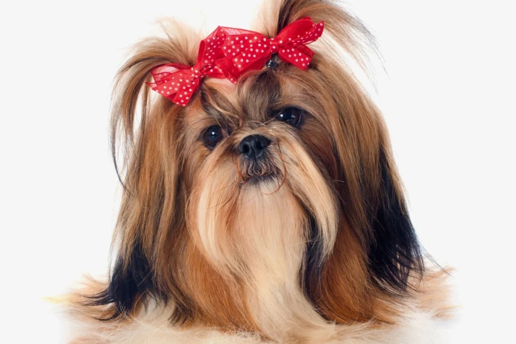 Shih Tzu