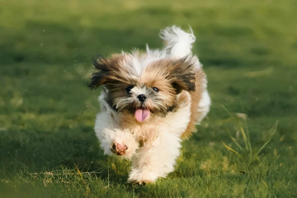Shih Tzu